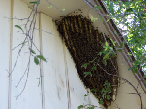 bee removal, willie the bee man, bees,swarm