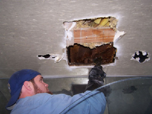 bee removal, willie the bee man, bees,swarm