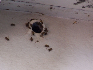bee removal, willie the bee man, bees,swarm