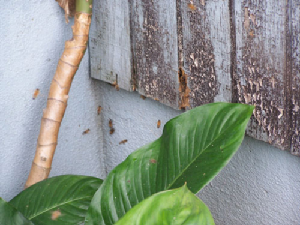 bee removal, willie the bee man, bees,swarm
