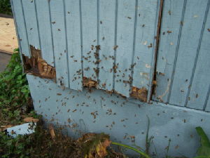 bee removal, willie the bee man, bees,swarm