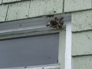 bee removal, willie the bee man, bees,swarm