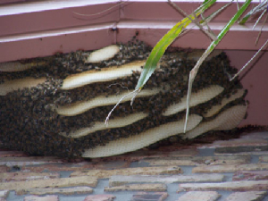 bee removal, willie the bee man, bees,swarm