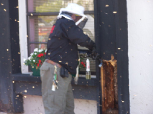 bee removal, bees, Willie the bee man, swarms