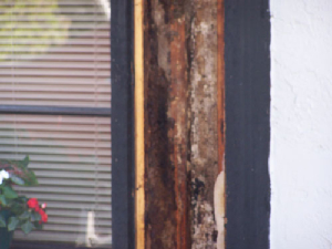 bee removal, bees, Willie the bee man, swarms