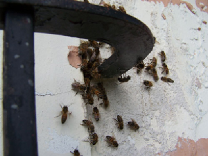 bee removal, willie the bee man, bees,swarm