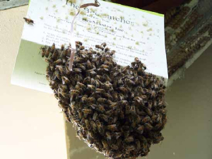 bee removal, willie the bee man, bees