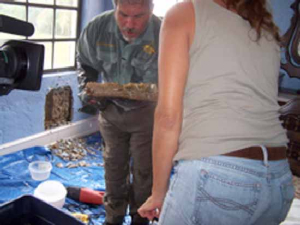 bee removal, willie the bee man, bees,swarm