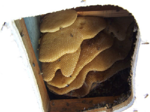 beehive047march1506.jpg
