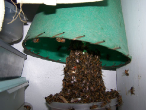 bee removal, bees, Willie the bee man, swarms
