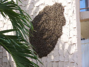 bee removal, bees, Willie the bee man, swarms