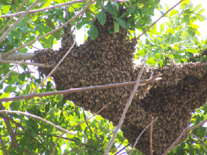 bee removal, bees, Willie the bee man, swarms