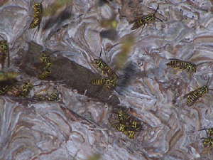 yellowjackets0526web.jpg