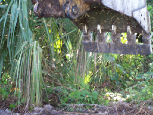 yellowjackets0539juneweb.jpg