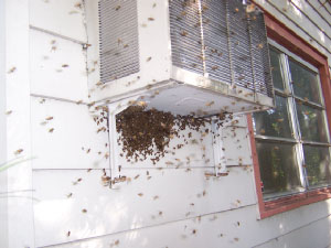bee removal, bees, Willie the bee man, swarms