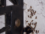beeremovalenter.jpg