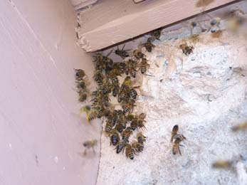 beesentering123feb2006.jpg